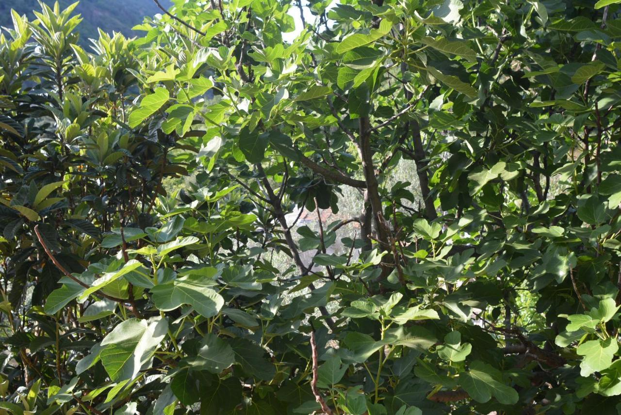גוביו Villa Mischianti מראה חיצוני תמונה